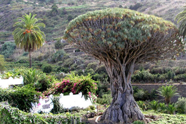 HOTELES EN OFERTA TENERIFE hoteles en oferta tenerife: