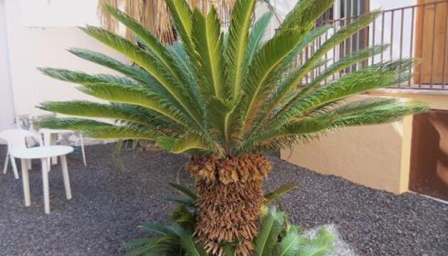 Foto de Apartamentos Isa