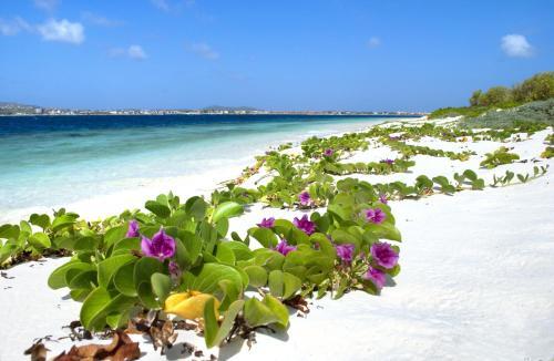 Surrounding area – Apartments City Inn Bonaire