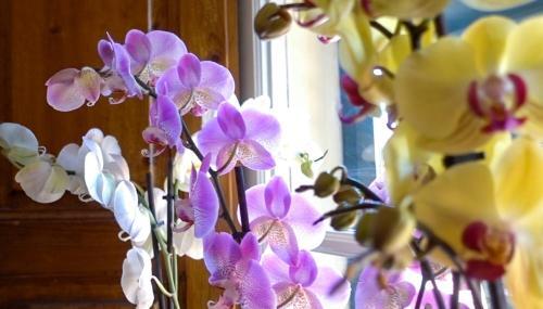 Foto de los servicios de Villa San Donato B&amp;amp;B