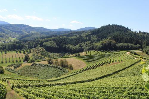 Foto del entorno de Hotel-Gasthof Rose