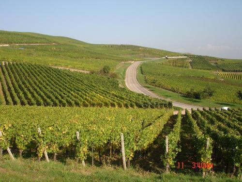 Foto de una habitación de Apartamentos Gite Du Vigneron