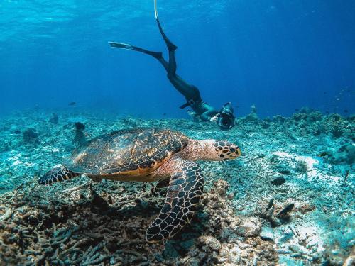 Foto general de Bliss Dhigurah