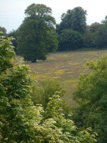 Foto del entorno de Bed-and-Breakfast Diamond Hill Country House