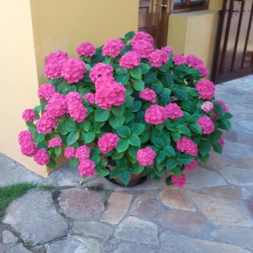 Foto general de Bed-and-Breakfast Peñasalve