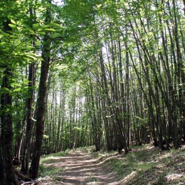 Foto de Bosque de Garciaz