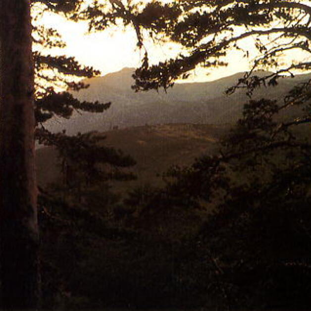 Foto de Autenticidad en el pinar de Lillo
