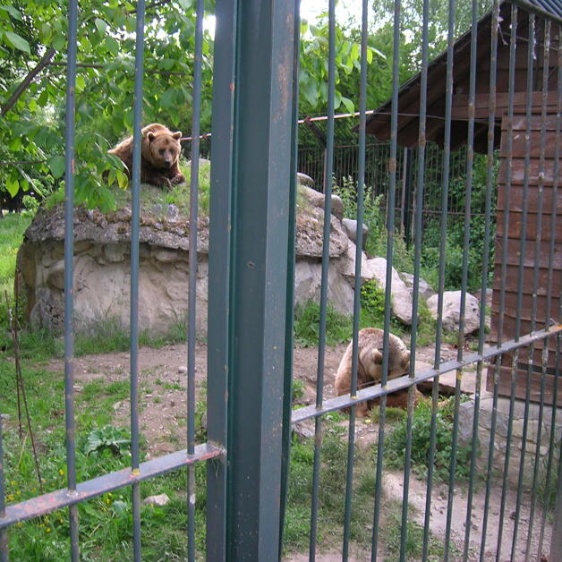 Foto de Los osos de Arties