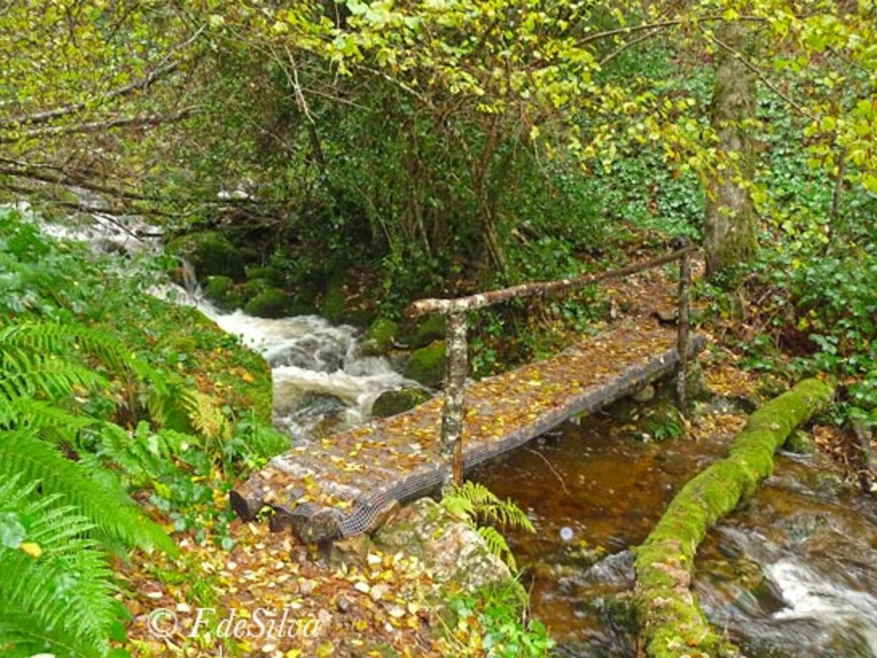 Fotografía de Reserva Biológica Parque de Muniellos