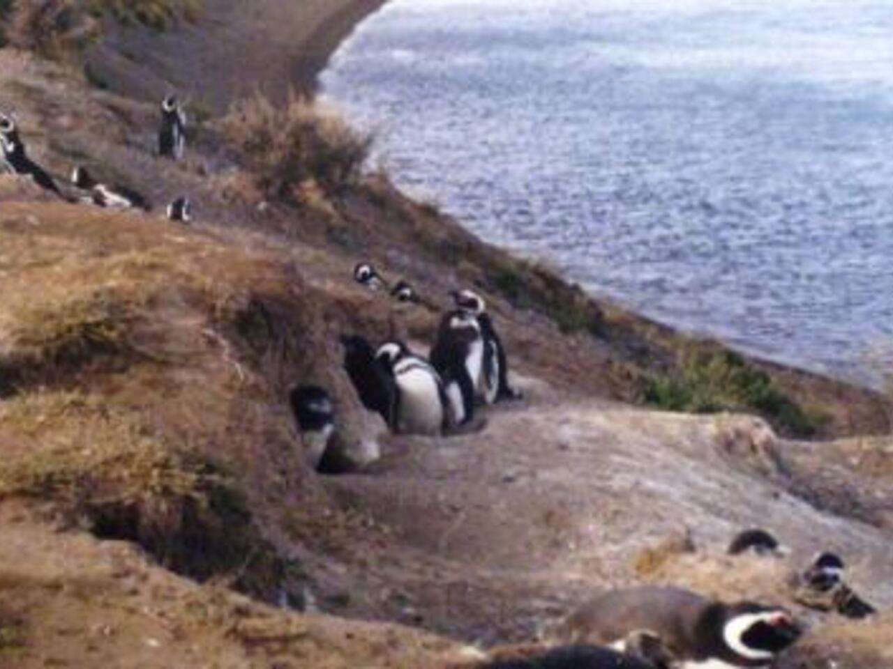 Fotografía de Pinguinera en Peninsula Valdes Trelew