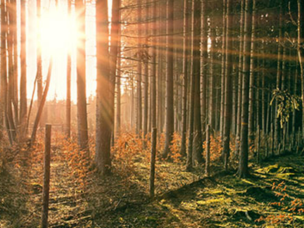 Fotografía de Foto generica montaña 