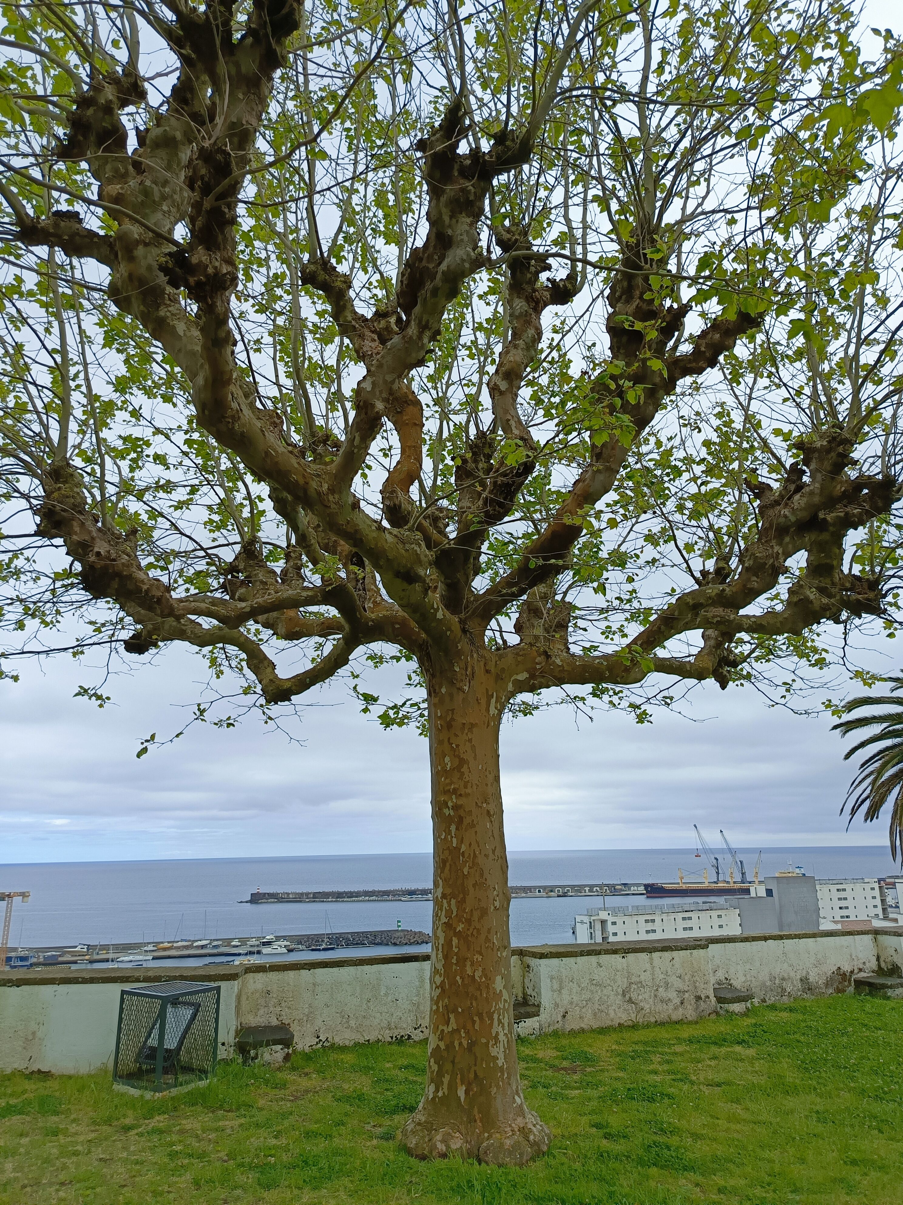 Ponta Delgada