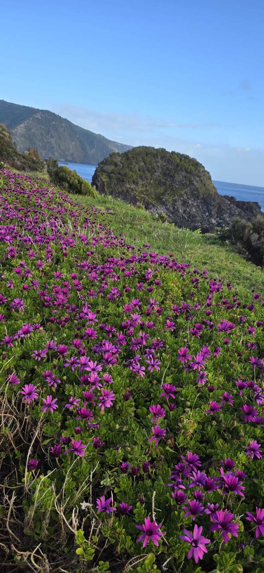 Santa Cruz Flores
